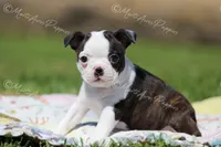 AKC "Princess", a female Boston Terrier for sale in Lamar, MO – 1 of 10