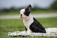 AKC "Sweet Cheeks", a female Boston Terrier for sale in Lamar, MO – 8 of 10