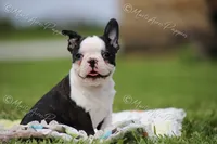 AKC "Sweet Cheeks", a female Boston Terrier for sale in Lamar, MO – 2 of 10