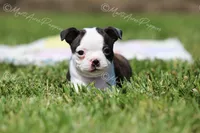 AKC "Princess", a female Boston Terrier for sale in Lamar, MO – 8 of 10