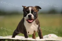 AKC 'Deacon', a male Boston Terrier for sale in Lamar, MO – 3 of 8