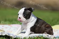 AKC "Princess", a female Boston Terrier for sale in Lamar, MO – 6 of 10