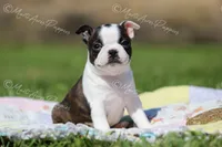 AKC 'Cupcake', a female Boston Terrier for sale in Lamar, MO – 3 of 10