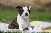 AKC 'Cupcake', a female Boston Terrier for sale in Lamar, MO – 8 of 10