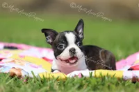 AKC "Pixie", a female Boston Terrier for sale in Lamar, MO – 2 of 10