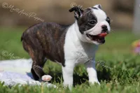 AKC "Cupcake", a female Boston Terrier for sale in Lamar, MO – 8 of 10