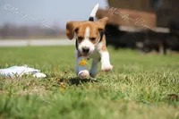 AKC 'Junior", a male Beagle for sale in Lamar, MO – Photo 2 of 10