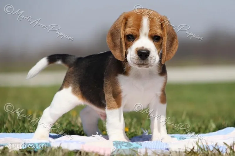 AKC 'Junior" – Beagle puppy for sale in Lamar, MO