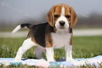 AKC 'Junior", a male Beagle for sale in Lamar, MO – Photo 1 of 10
