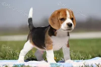 AKC 'Junior", a male Beagle for sale in Lamar, MO – Photo 4 of 10