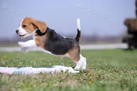 AKC 'Junior", a male Beagle for sale in Lamar, MO – Photo 7 of 10