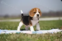 AKC 'Junior", a male Beagle for sale in Lamar, MO – Photo 3 of 10