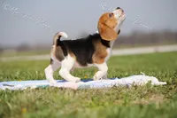 AKC 'Junior", a male Beagle for sale in Lamar, MO – Photo 8 of 10