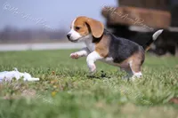 AKC 'Junior", a male Beagle for sale in Lamar, MO – Photo 6 of 10