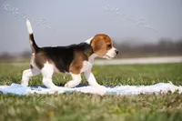 AKC 'Junior", a male Beagle for sale in Lamar, MO – Photo 5 of 10