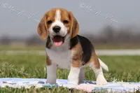 AKC 'Junior", a male Beagle for sale in Lamar, MO – Photo 9 of 10