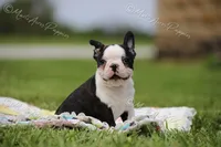AKC "Sweet Cheeks", a female Boston Terrier for sale in Lamar, MO – 9 of 10