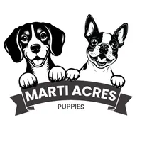 AKC 'Deacon', a male Boston Terrier for sale in Lamar, MO – 8 of 8