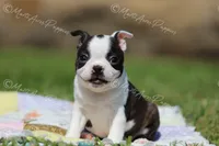 AKC "Cupcake", a female Boston Terrier for sale in Lamar, MO – 6 of 10