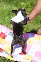 AKC "Pixie", a female Boston Terrier for sale in Lamar, MO – 8 of 10