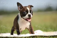 AKC 'Deacon', a male Boston Terrier for sale in Lamar, MO – 2 of 8