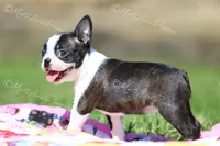 AKC "Pixie", a female Boston Terrier for sale in Lamar, MO – 7 of 10
