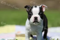 AKC 'Cupcake', a female Boston Terrier for sale in Lamar, MO – 2 of 10