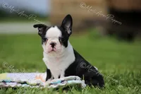 AKC "Sweet Cheeks", a female Boston Terrier for sale in Lamar, MO – 4 of 10