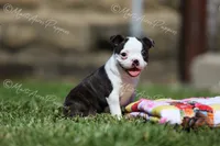 AKC "Princess", a female Boston Terrier for sale in Lamar, MO – 9 of 10