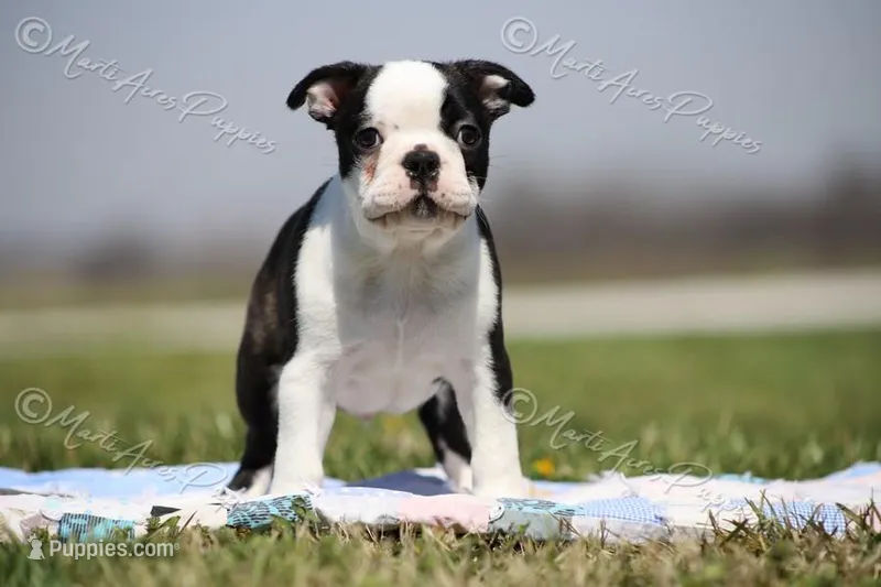 AKC "Barkley – Boston Terrier puppy for sale in Lamar, MO