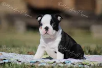 AKC "Barkley, a male Boston Terrier for sale in Lamar, MO – Photo 4 of 8