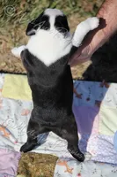 AKC "Barkley, a male Boston Terrier for sale in Lamar, MO – Photo 5 of 8