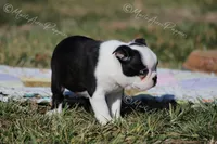AKC "Barkley, a male Boston Terrier for sale in Lamar, MO – Photo 7 of 8