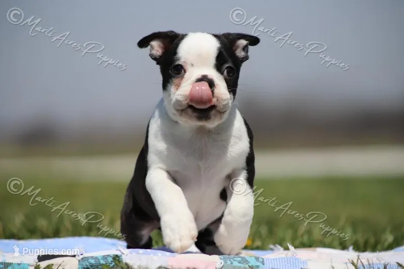 AKC "Barkley – Boston Terrier puppy for sale in Lamar, MO