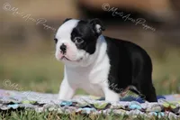 AKC "Barkley, a male Boston Terrier for sale in Lamar, MO – Photo 2 of 8