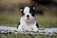 AKC "Barkley, a male Boston Terrier for sale in Lamar, MO – Photo 1 of 8