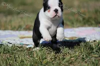 AKC "Barkley, a male Boston Terrier for sale in Lamar, MO – Photo 6 of 8