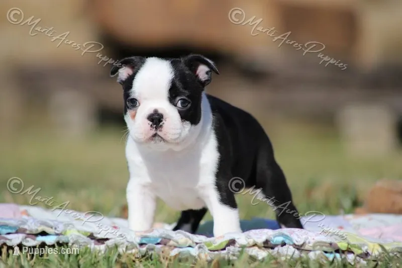 AKC "Barkley – Boston Terrier puppy for sale in Lamar, MO