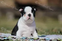 AKC "Barkley, a male Boston Terrier for sale in Lamar, MO – Photo 3 of 8