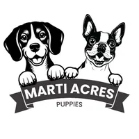 AKC "Barkley, a male Boston Terrier for sale in Lamar, MO – Photo 8 of 8