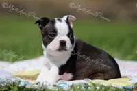 AKC 'Cupcake', a female Boston Terrier for sale in Lamar, MO – 6 of 10