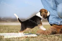 AKC "Rocky", a male Beagle for sale in Lamar, MO – Photo 9 of 10