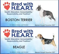 AKC "Rocky", a male Beagle for sale in Lamar, MO – Photo 10 of 10