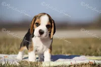 AKC "Rocky", a male Beagle for sale in Lamar, MO – Photo 5 of 10