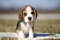AKC "Rocky", a male Beagle for sale in Lamar, MO – Photo 2 of 10