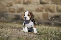 AKC "Rocky", a male Beagle for sale in Lamar, MO – Photo 8 of 10