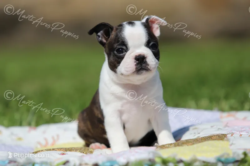 AKC 'Cupcake' – Boston Terrier puppy for sale in Lamar, MO