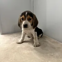 Mika , a female Beagle for sale in Claypool, IN – Photo 1 of 4