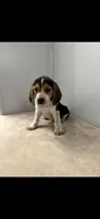 Mika , a female Beagle for sale in Claypool, IN – Photo 1 of 4