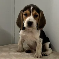 Mika , a female Beagle for sale in Claypool, IN – Photo 3 of 4
